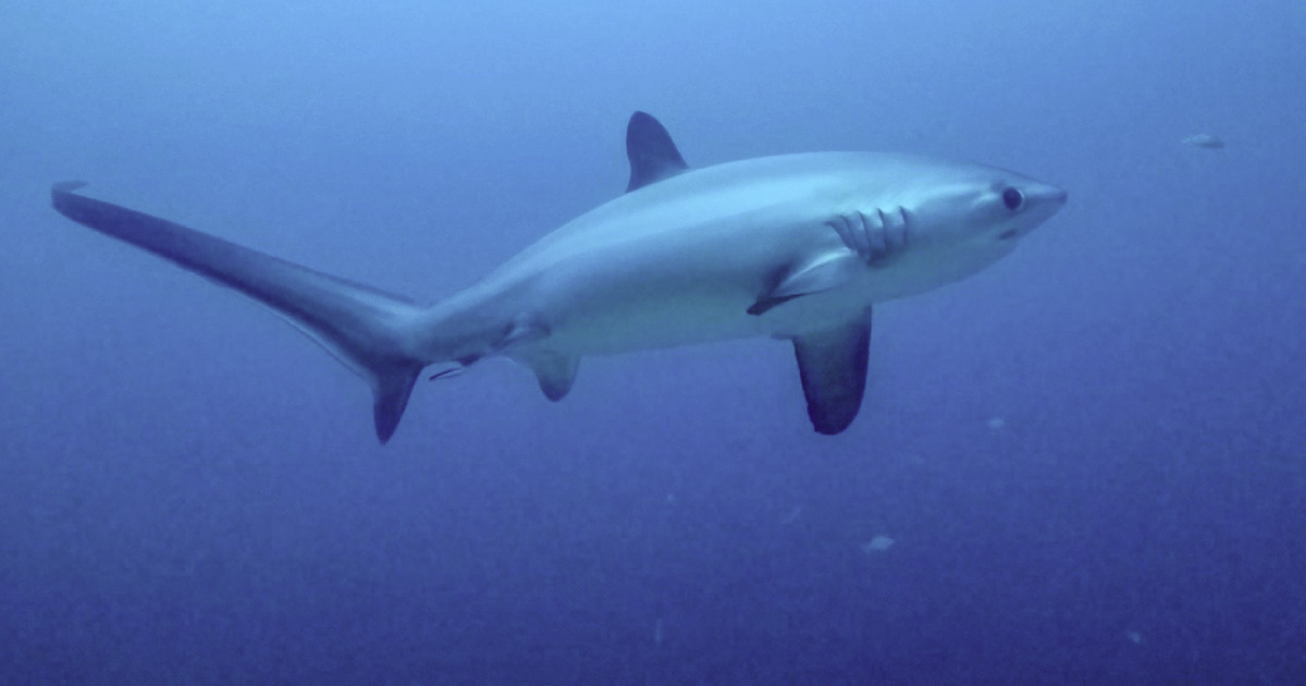 PADI AWARE - Shark Conservation