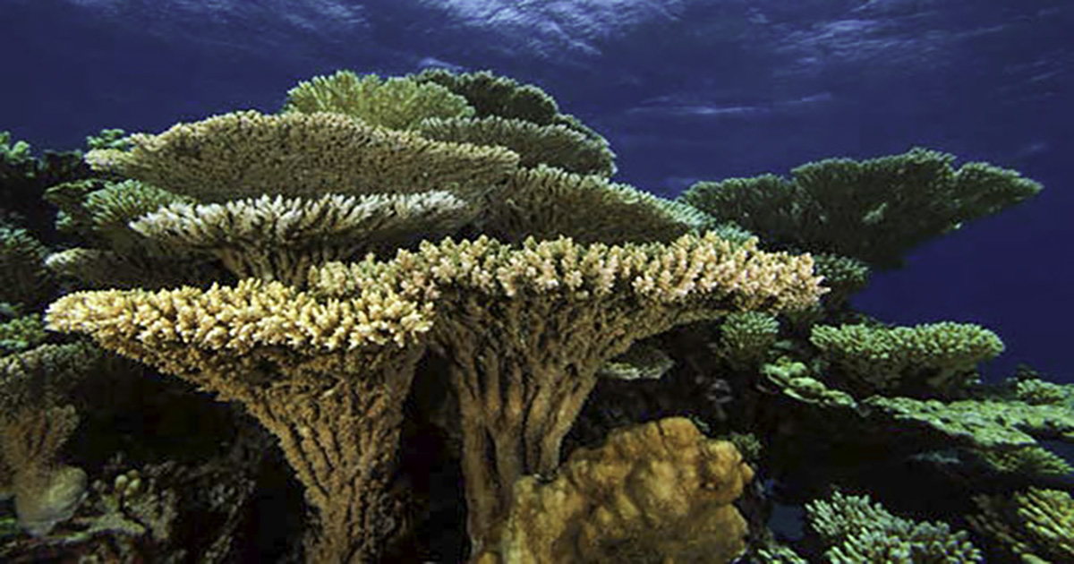 Padi_Aware_Coral_Reef_Ustica 1