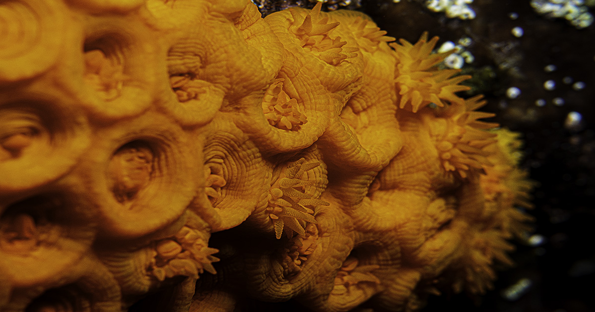 MARINE LIFE & BIODIVERSITY: Orange Cup Coral