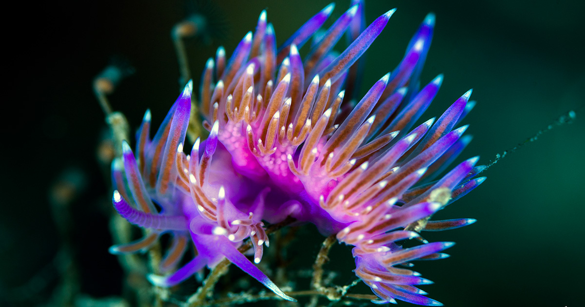 MARINE LIFE & BIODIVERSITY: the Violet Nudibranch