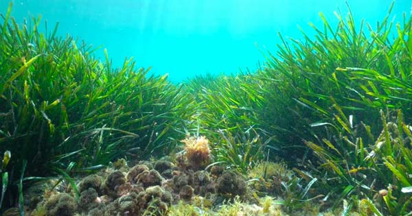Biodiversity: The importance of Neptune grass