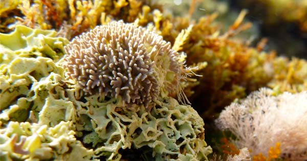 Biodiversiteit: De Vermeti Reef